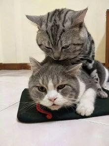 娱乐吃瓜酱猫学鸟走路